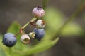 Blueberries Growing Royalty Free Stock Photo