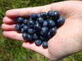 Blueberries in the hand of a young girl