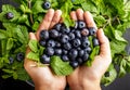 Blueberries in hands fresh from garden