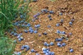 Blueberries that have fallen off the bush