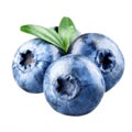 Blueberries isolated