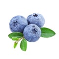 Blueberries isolated