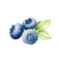 Blueberries with leaf watercolor illustration. Ripe huckleberry on close up hand drawn image. Delicious purple organic berries.