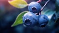 Macro Shot Of A Vibrant Blueberry On A Tree Branch