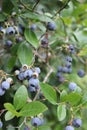Blueberries loandscape blue leaves fruit Royalty Free Stock Photo