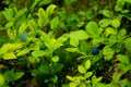 Blueberries in nature