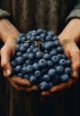 Blueberries in a old farmer hands, harvest concept