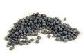 Lot`s of fresh sweet blue blue blueberry`s Royalty Free Stock Photo