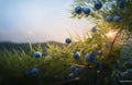 blueberries photorealistic very detailed