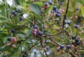 Blueberries Royalty Free Stock Photo