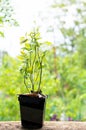 Blueberries plant seedling in a plastic pot with natural soil