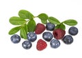 Blueberries and raspberry with a sprig with leaves