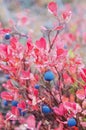 Blueberries Royalty Free Stock Photo