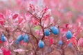 Blueberries Royalty Free Stock Photo
