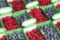 Blueberries and red currants punnets Royalty Free Stock Photo