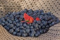 Blueberries and red sprig laying on gray towel