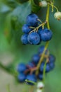 Blueberries Royalty Free Stock Photo