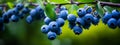 blueberries ripe on the branch.Generative AI Royalty Free Stock Photo