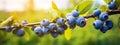 blueberries ripe on the branch.Generative AI Royalty Free Stock Photo