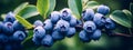 blueberries ripe on the branch.Generative AI Royalty Free Stock Photo