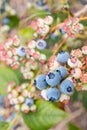 Blueberries ripening on blueberry bush Royalty Free Stock Photo