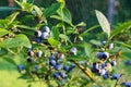 Blueberries ripening on the bush Royalty Free Stock Photo