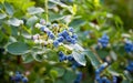 Blueberries ripening on the bush. Shrub of blueberries.