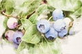 Blueberries ripening on the bush in watercolor style