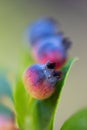 Blueberries Ripening