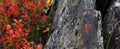 Blueberries and rocks nature at Tromso Norway Royalty Free Stock Photo