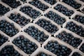 Blueberries for sale at farmer`s market - Blueberry