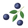 Blueberries Set of elements. Vector illustration on white background. Royalty Free Stock Photo