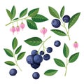 Blueberries Set of elements. Vector illustration on white background. Royalty Free Stock Photo