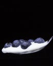 Blueberries in a spoon isolated on black .Concept: Healthy living,nutritions.