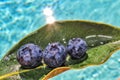 Three blueberries in a pod