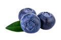 Blueberries three on white with clipping path Royalty Free Stock Photo