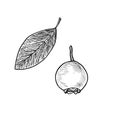 Blueberries Vaccinium corymbosum and leaf, vector doodle gravure style sketch illustration