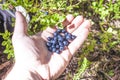 Blueberries vaccinium myrtillus on a hand Royalty Free Stock Photo