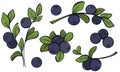 Blueberries vintage image set vector illustration