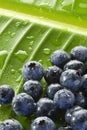 Blueberries Water Drops Leaf Background