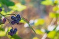 blueberries on a wild blueberry bush, black, blue berries hanging on a twig