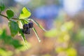 blueberries on a wild blueberry bush, black, blue berries hanging on a twig