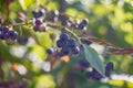 blueberries on a wild blueberry bush, black, blue berries hanging on a twig