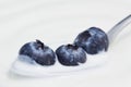 Blueberries and Yogurt on a Spoon Royalty Free Stock Photo