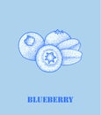 Vector blueberry icon.