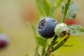 Blueberry antioxidants on a background of Norwegian nature