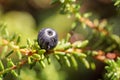 Blueberry antioxidants on a background of Norwegian nature