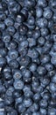 Blueberry Background Royalty Free Stock Photo