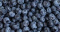 Blueberry background. Banner. Ripe fresh berries closeup. Blueberries pattern