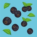 Blueberry background. Icon design. Template elements. isolated on light blue background